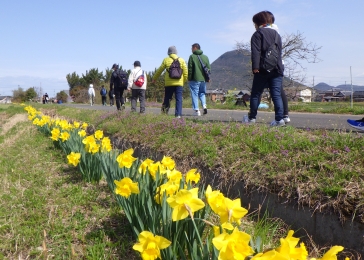 児童センターから志賀神社までラッパスイセンの咲く道が続きます。